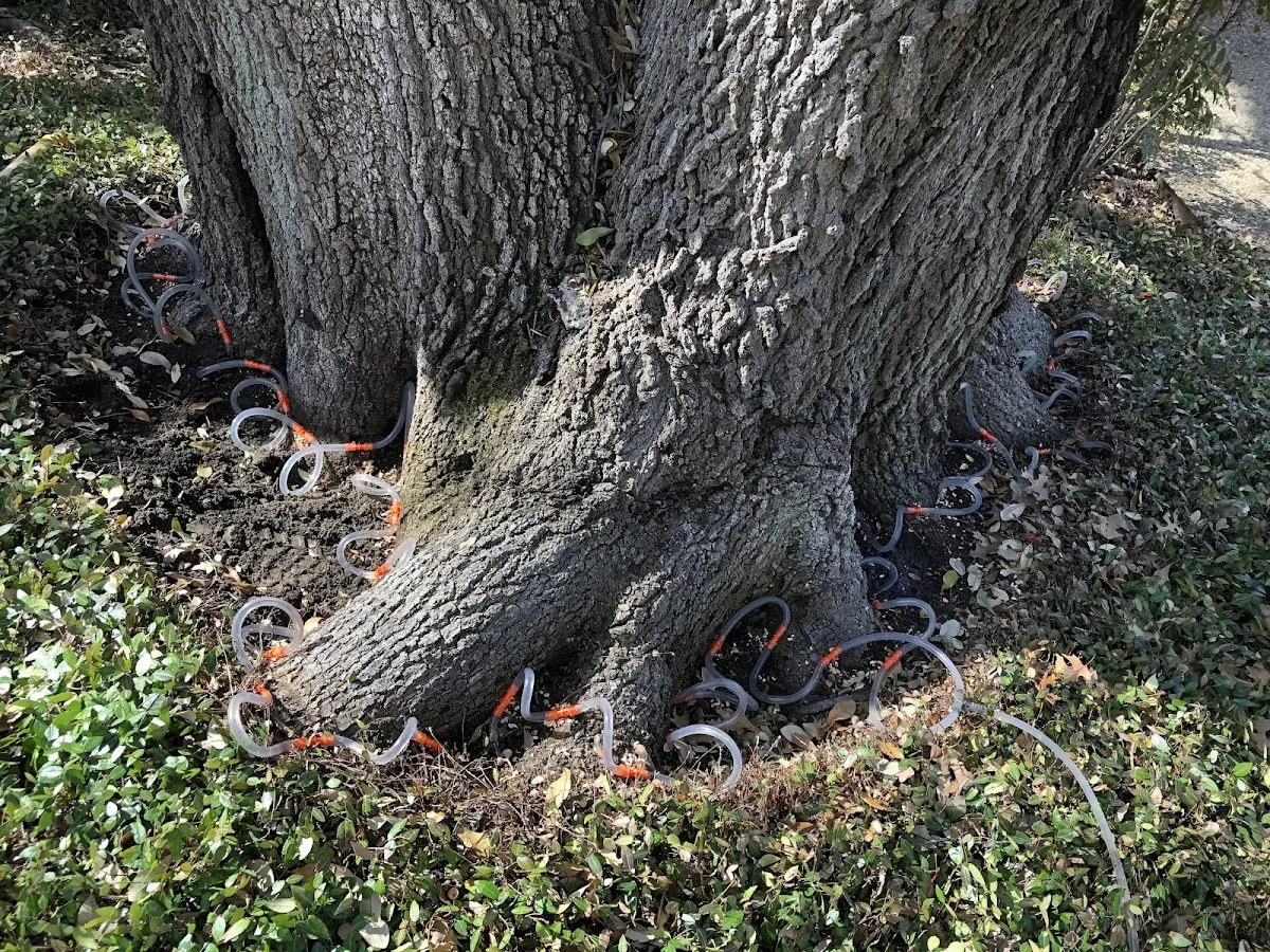 Detailed Tree Cabling and Bracing job site in Osburn